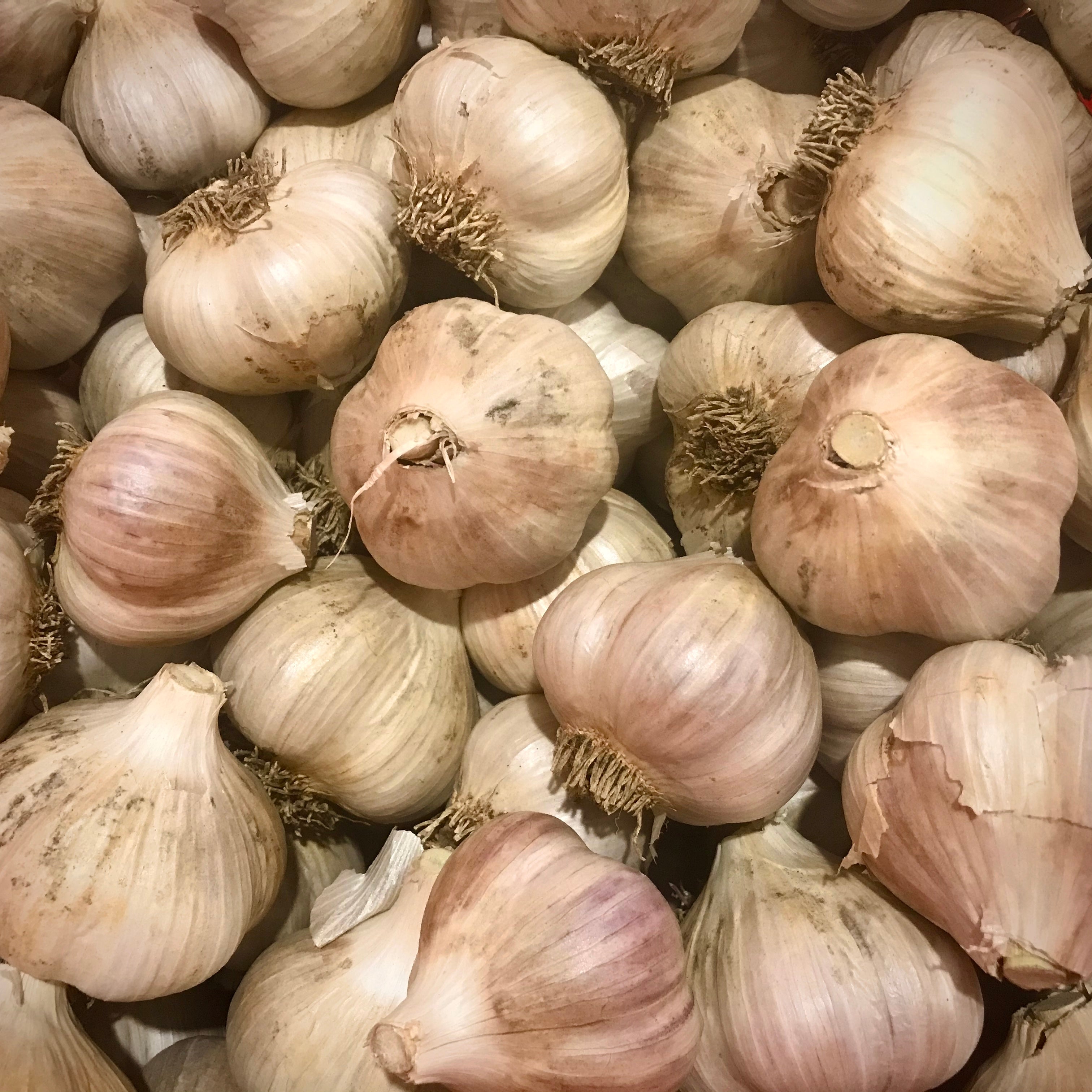 Organic Garlic - Culinary Garlic for Eating