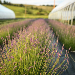 Lavender - Culinary (USDA Organic)