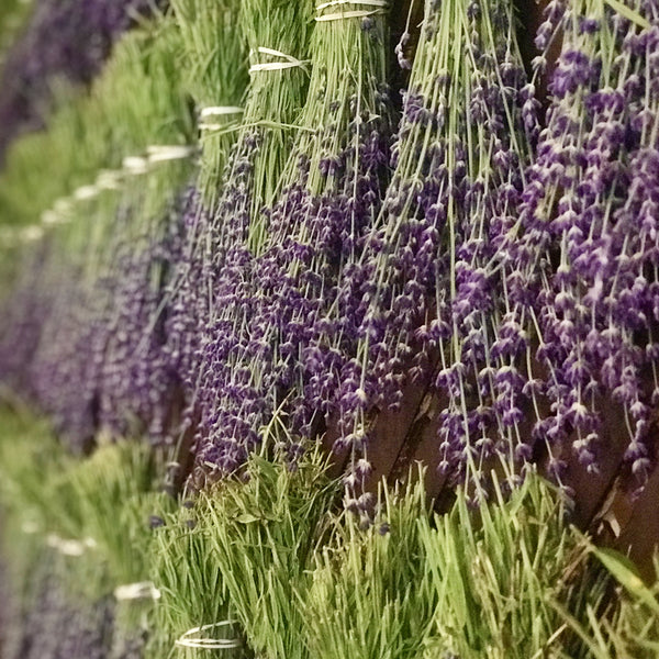Lavender - Culinary (USDA Organic)