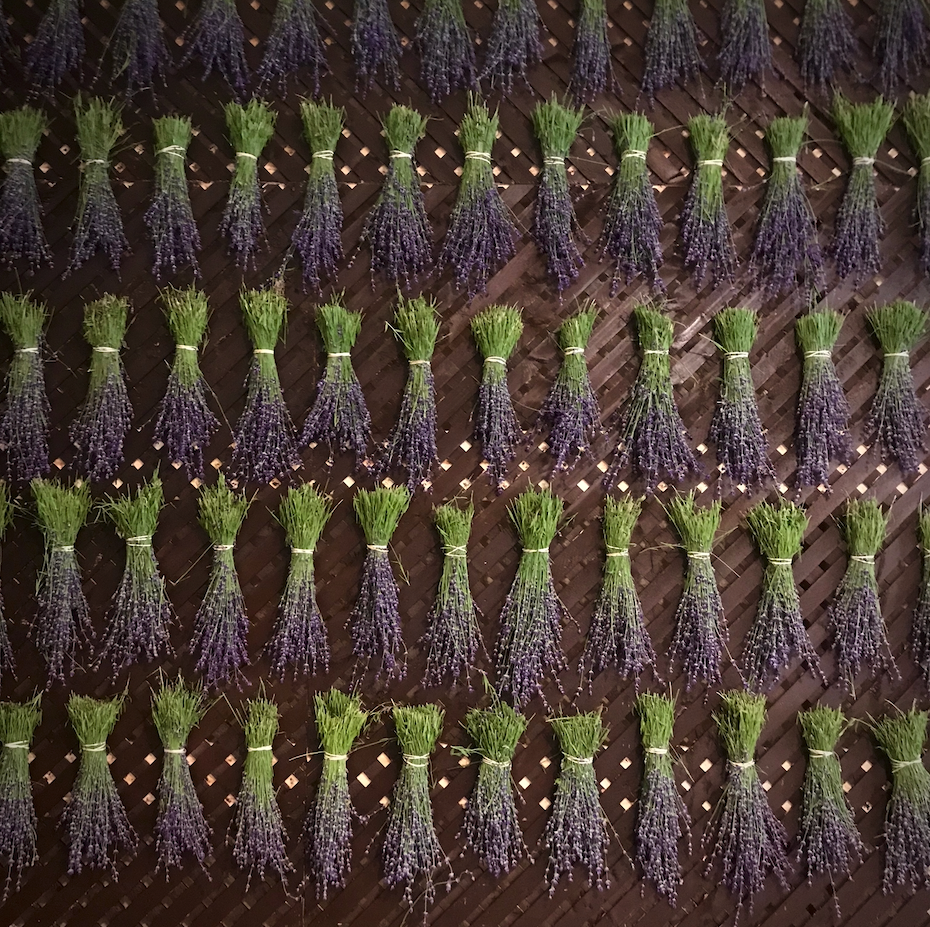 Lavender - Culinary (USDA Organic)