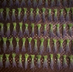 Lavender - Culinary (USDA Organic)